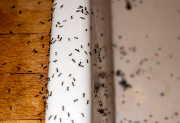 Best Ant Control Services  in Dimondale, MI