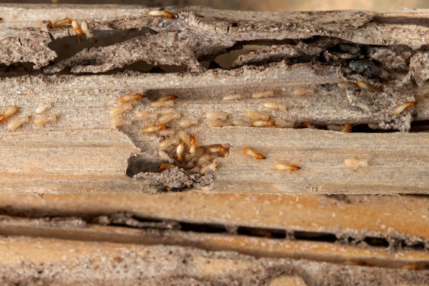Best Pest Prevention Services  in Dimondale, MI