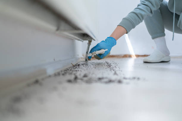 Wasp Removal Services in Dimondale, MI